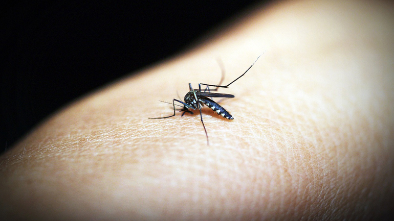 ΗΠΑ: Πέντε κρούσματα ελονοσίας στη Φλόριντα και το Τέξας – Τα πρώτα εδώ και 20 χρόνια