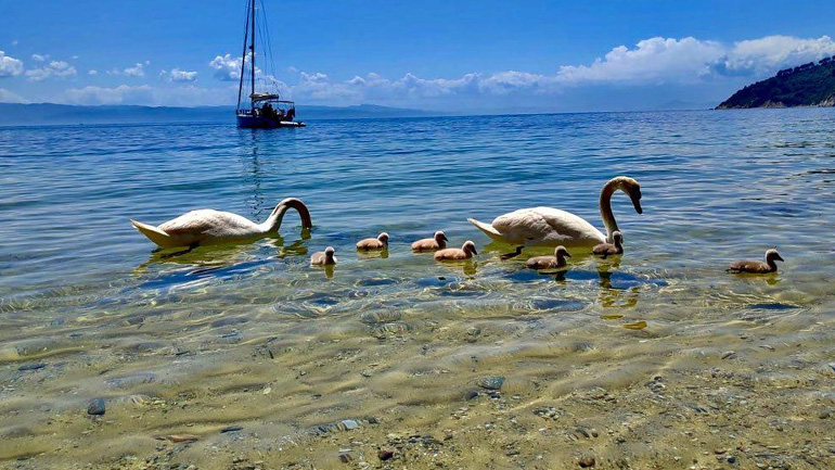 Σκιάθος: Βραβεύτηκε με γαλάζια σημαία η παραλία Μάραθα