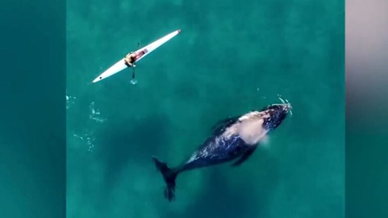 Drone κατέγραψε φάλαινα να κολυμπά δίπλα στον κωπηλάτη ενός καγιάκ