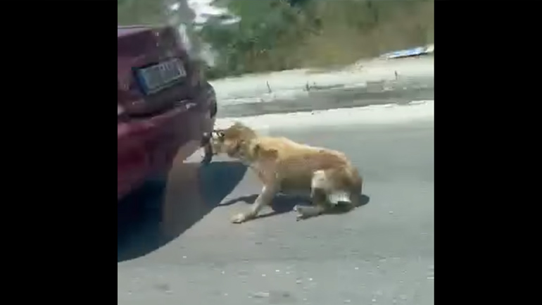 Έσερνε τον σκύλο του δεμένο με σύρμα στο αυτοκίνητό του στη Ζάκυνθο