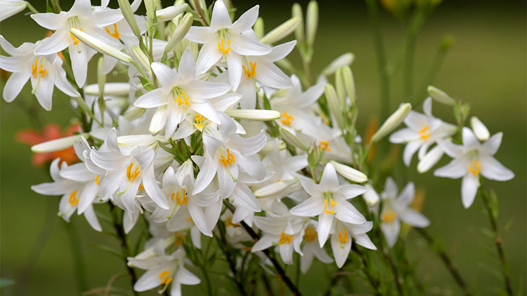 «Ανακαλύπτοντας τον Κρίνο της Παναγιάς»: Διαγωνισμός φωτογραφίας στην Καστοριά