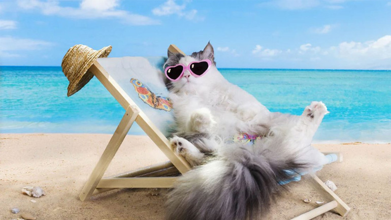 Πώς να κρατήσουμε τη γάτα δροσερή το καλοκαίρι