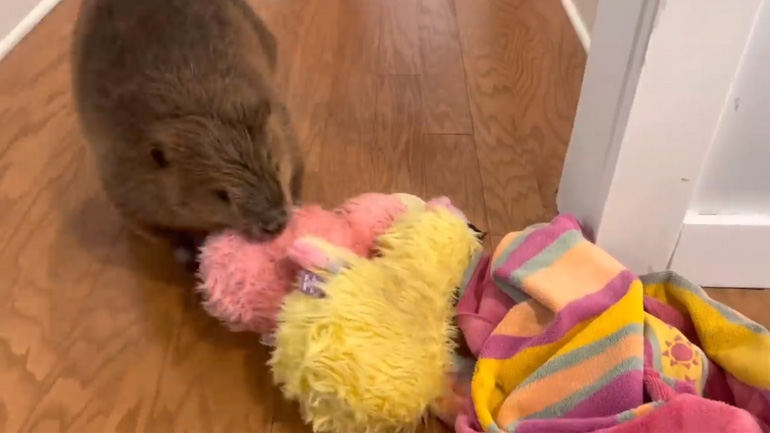 Ένας κάστορας χτίζει ένα φράγμα με τα παιχνίδια του