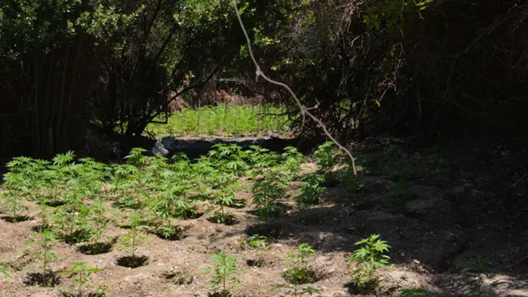 Εντοπίστηκε φυτεία με 359 δενδρύλλια κάνναβης στα Χανιά