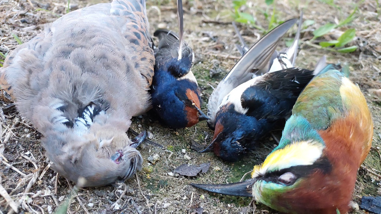 Κυνηγοί σκοτώνουν προστατευόμενα τρυγόνια στη Ζάκυνθο – Αυτοψία της Επιτροπής Ενάντια στη Σφαγή Πουλιών