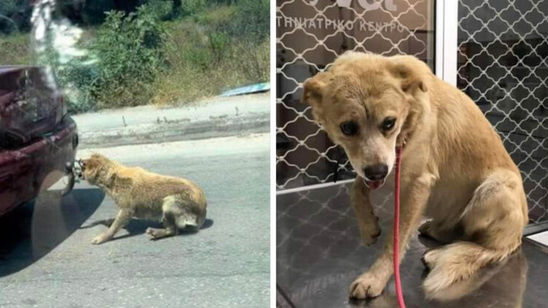 Ελεύθερος χωρίς περιοριστικούς όρους ο 75χρονος που έσερνε σκύλο με το αυτοκίνητό του στη Ζάκυνθο