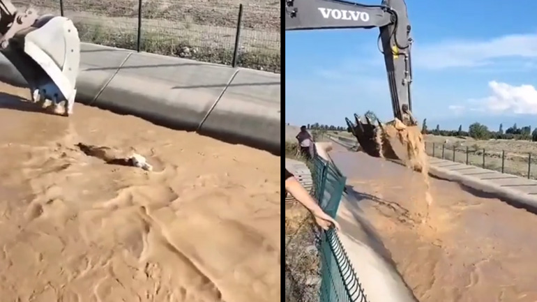Μια αγελάδα σώθηκε από πνιγμό από τον οδηγό ενός εκσκαφέα