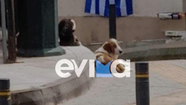 Εύβοια: Οργή για τον πυροβολισμό του σκυλιού – «μασκότ» της Κύμης – Ψάχνουν μέσω βίντεο τον δράστη