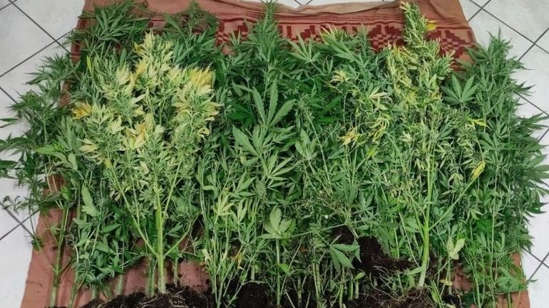 Δύο συλλήψεις στη Χαλκιδική για καλλιέργεια δενδρυλλίων κάνναβης
