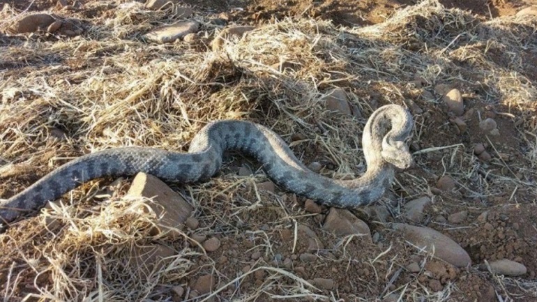 Λάρισα: Στα επείγοντα του Πανεπιστημιακού νοσοκομείου νεαρός μετά από δάγκωμα φιδιού