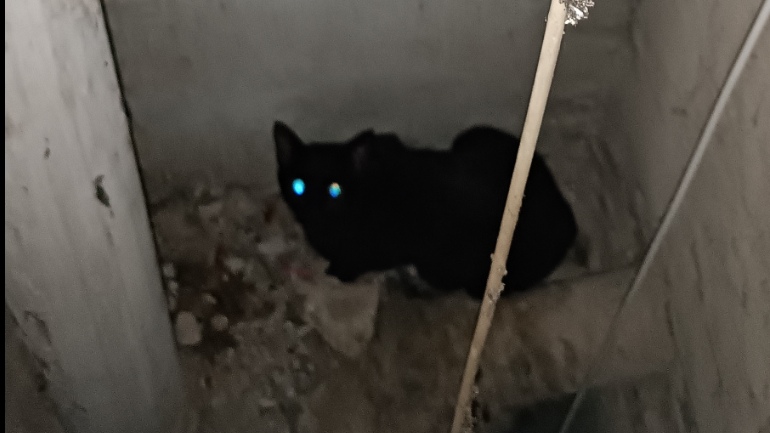 Καταγγελία: Εγκλωβισμένη γάτα σε φωταγωγό περιμένει μάταια την Πυροσβεστική