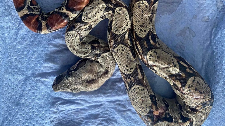 Θεσσαλονίκη: Βρέθηκε βόας σε πάρκο στην Τούμπα – Εικάζεται ότι ήταν οικόσιτος