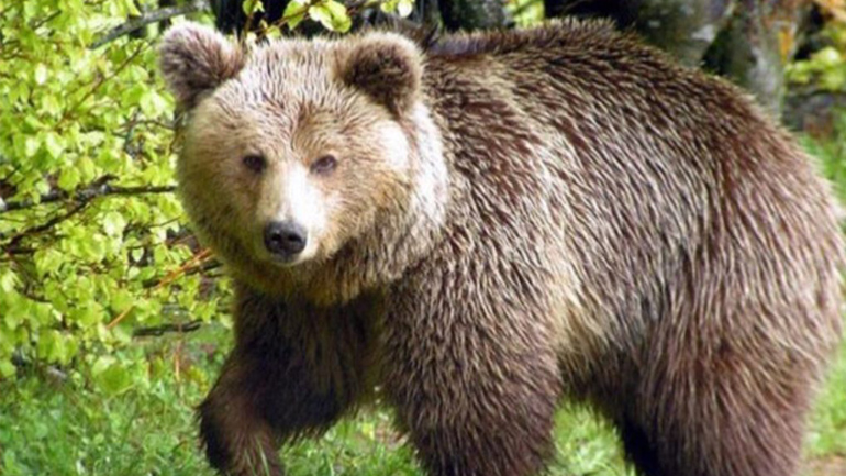 Αρκούδα… ξέθαψε νεκρό στην Ασπροκκλησιά Καστοριάς