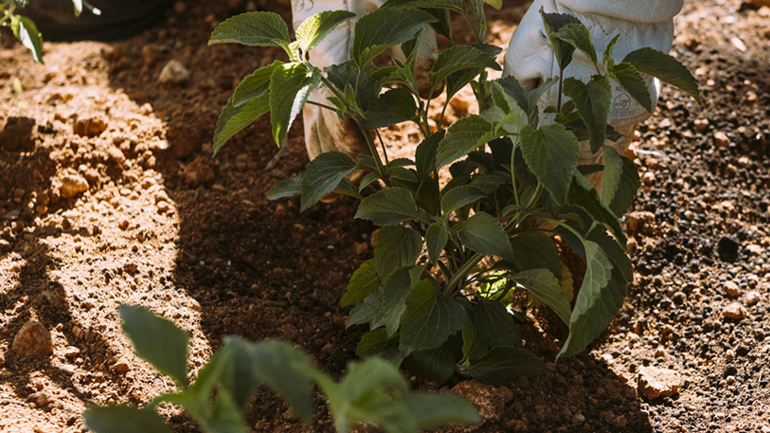 Γεμίζουμε «πράσινο» τις γειτονιές μας, με τη βοήθεια της ΦΙΞ!