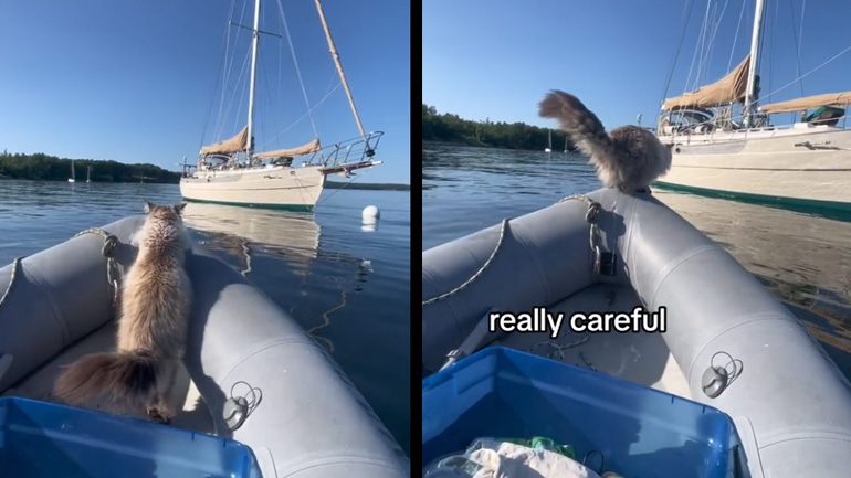 Η γάτα βιάστηκε να επιβιβαστεί στο ιστιοφόρο