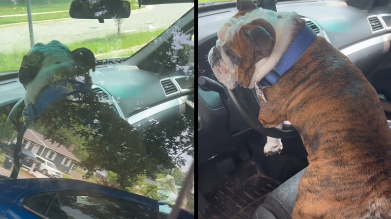 Ο σκύλος και η κόρνα