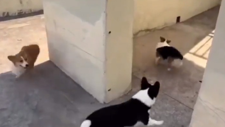 Το έξυπνο κόργκι