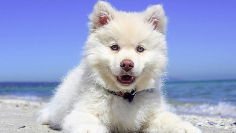 Πρώτο μπάνιο στη θάλασσα για το κουτάβι – Τι να κάνετε