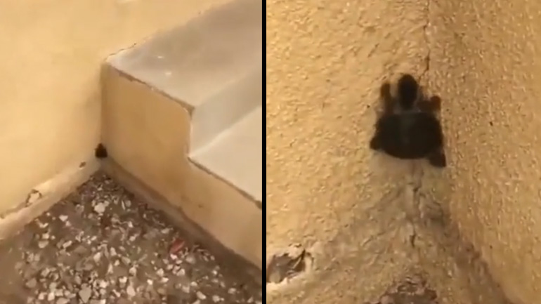 Χελωνονιντζάκι σκαρφαλώνει τοίχο