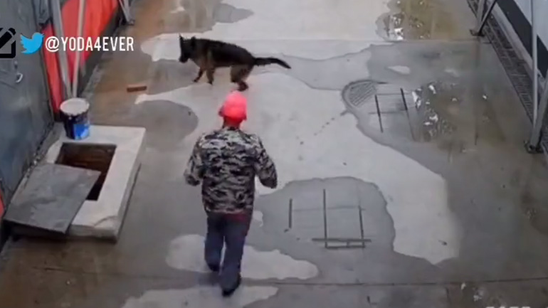 Σκύλος ζητά βοήθεια από έναν περαστικό 