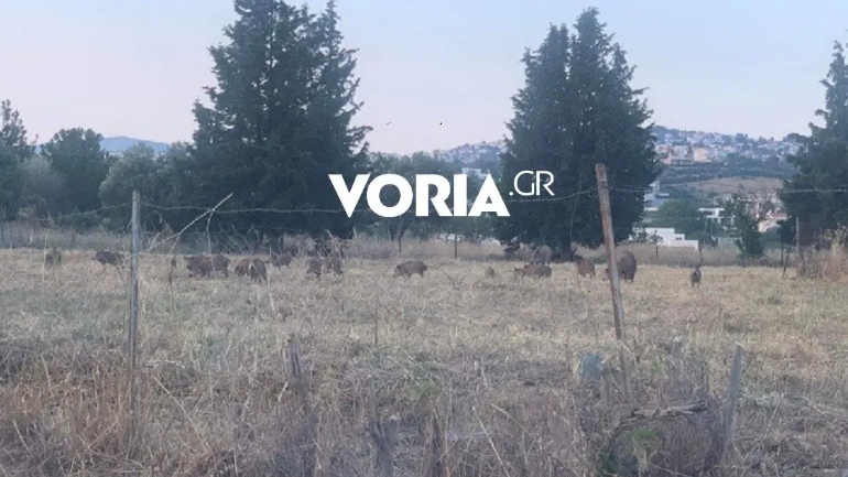 Θεσσαλονίκη: Αγέλη αγριογούρουνων έξω από τα πρώτα σπίτια της Θέρμης