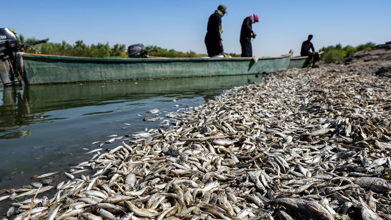 Χιλιάδες νεκρά ψάρια σε ποτάμι στο Ιράκ – Η θερμοκρασία προκαλεί υψηλή αλατότητα και έλλειψη οξυγόνου Χιλιάδες νεκρά ψάρια σε ποτάμι στο Ιράκ – Η θερμοκρασία προκαλεί υψηλή αλατότητα και έλλειψη οξυγόνου