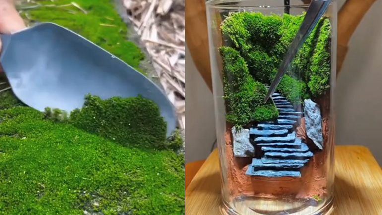 Διακοσμητικό Terrarium