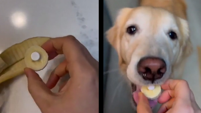 Όταν θες να δώσεις στον σκύλο σου ένα χάπι