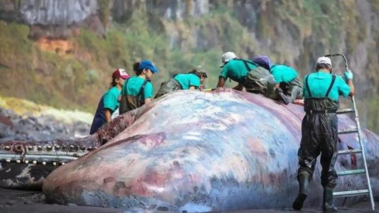 Λα Πάλμα: “Πλωτός χρυσός” αξίας 500.000 ευρώ βρέθηκε σε νεκρή φάλαινα