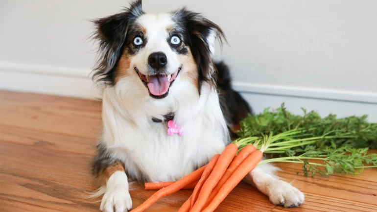 Γιατί πρέπει να δίνετε στον σκύλο σας καρότα