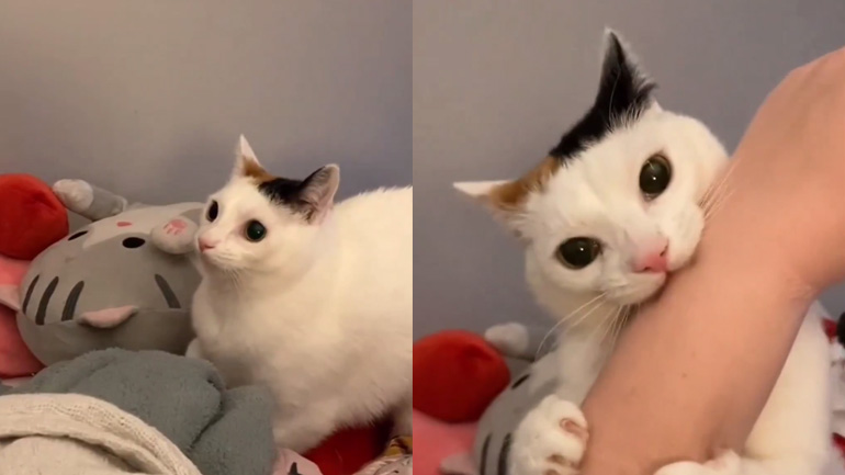 Γάτα σε υπαρξιακή κρίση