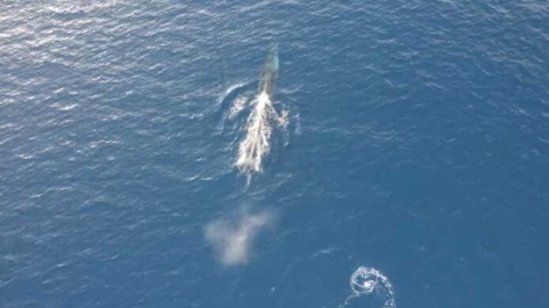 Αυτό είναι το ωραιότερο θέαμα που μπορείτε να πιάσετε με το drone σας στη θάλασσα Αυτό είναι το ωραιότερο θέαμα που μπορείτε να πιάσετε με το drone σας στη θάλασσα