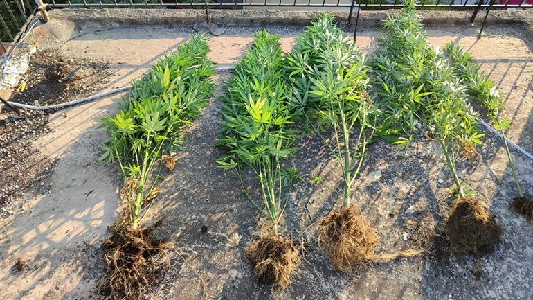 Βίντεο από… ανθισμένη ταράτσα με δενδρύλλια κάνναβης Βίντεο από… ανθισμένη ταράτσα με δενδρύλλια κάνναβης