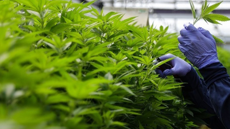 Αστυνομική επιχείρηση πρωτοφανούς έκτασης στο Ηνωμένο Βασίλειο για φυτείες κάνναβης