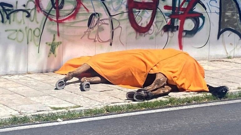 Κέρκυρα: Ελεύθερος υπό όρους ο ιδιοκτήτης του αλόγου που ξεψύχησε στο δρόμο