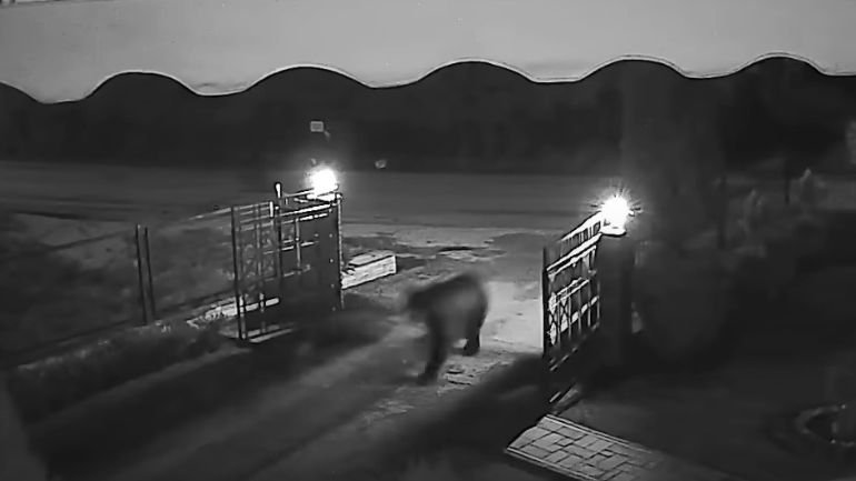 Αρκούδα «εισέβαλε» σε αυλή σπιτιού σε χωριό της Κοζάνης