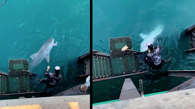 Ψαράς αφαιρεί αγκίστρι από το στόμα ενός λευκού καρχαρία