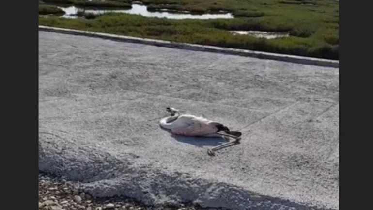 Δεκάδες φλαμίνγκο βρέθηκαν νεκρά στο Μεσολόγγι – Τι οδήγησε στο θάνατό τους