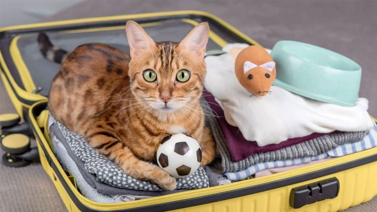 Πώς να ταξιδέψετε με τη γάτα το καλοκαίρι