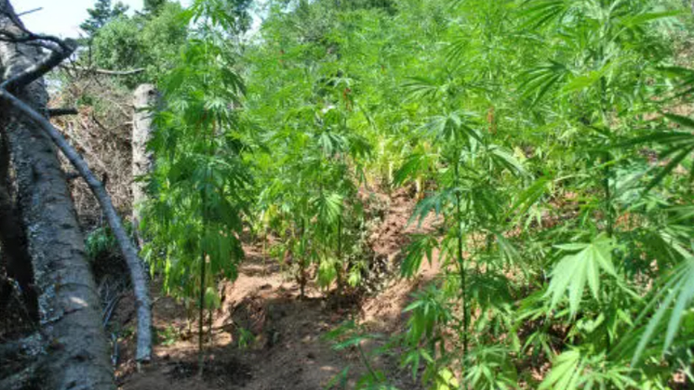 Εντοπίστηκε μεγάλη χασισοφυτεία σε χωριό της Καλαμπάκας