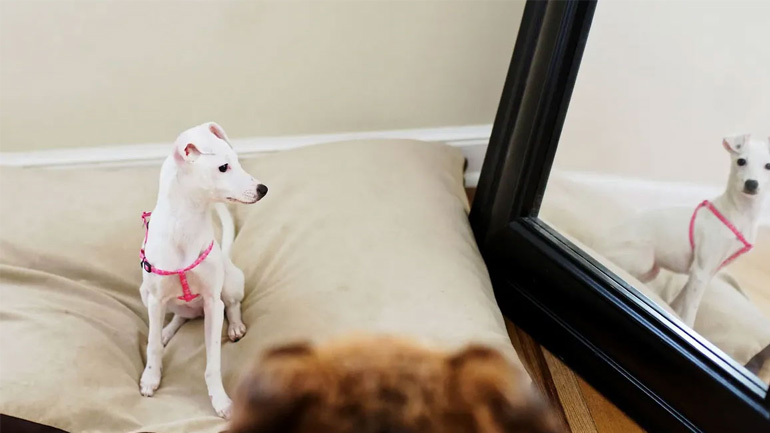 Τι βλέπει τελικά ο σκύλος σας στον καθρέφτη;