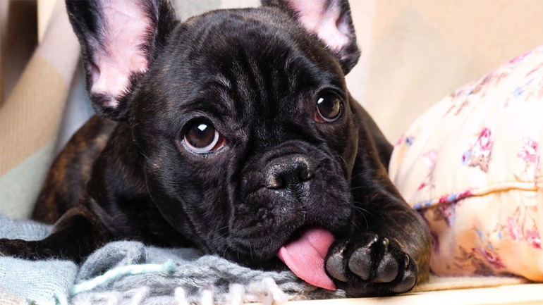 Ο σκύλος γλύφει τις πατούσες του – Πότε μπορεί να γίνει επικίνδυνο;