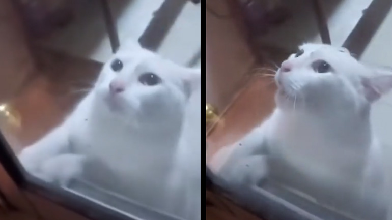 Γάτα θέλει επειγόντως να βγει από την κουζίνα, όπου τριγυρνά ένα ποντίκι 