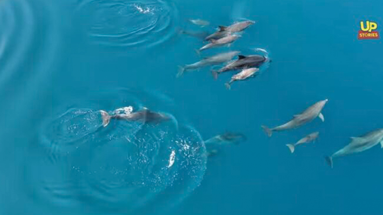 Η αγέλη δελφινιών επέστρεψε… Η ομορφότερη θαλασσογραφία του καλοκαιριού απο  ψηλά