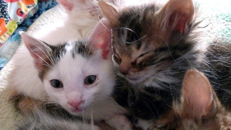 Ρόδος: Πρόστιμο 120.000 ευρώ σε 76χρονο που εγκατέλειψε τέσσερα γατάκια