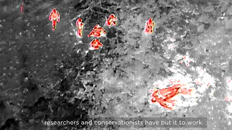 Προστατεύουν τις θαλάσσιες χελώνες με θερμικές κάμερες από drone!