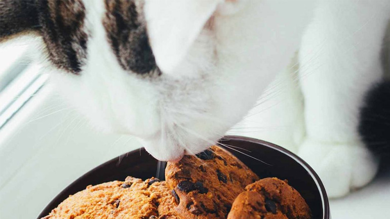 Γάτα: Εύκολη συνταγή για μπισκότα με τόνο