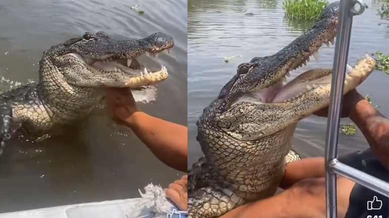 Άνδρας ταΐζει καθημερινά έναν μεγάλο αλιγάτορα (Φλόριντα)