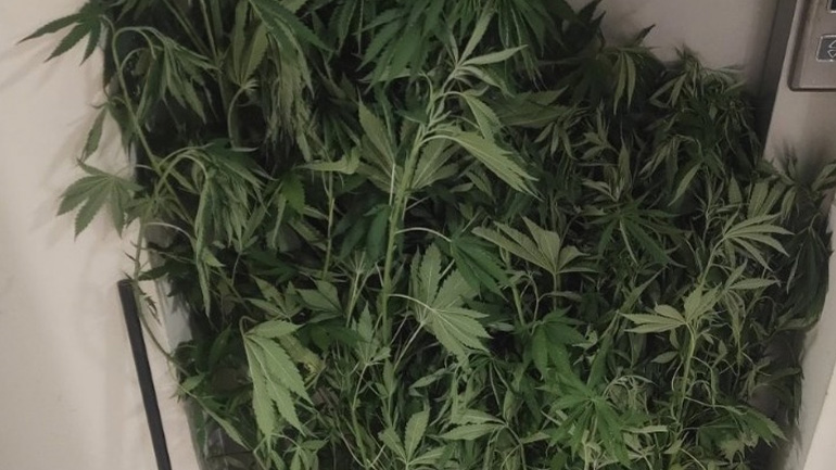 Δενδρύλλια κάνναβης καλλιεργούσαν δύο άτομα σε αγροτική περιοχή της Ημαθίας