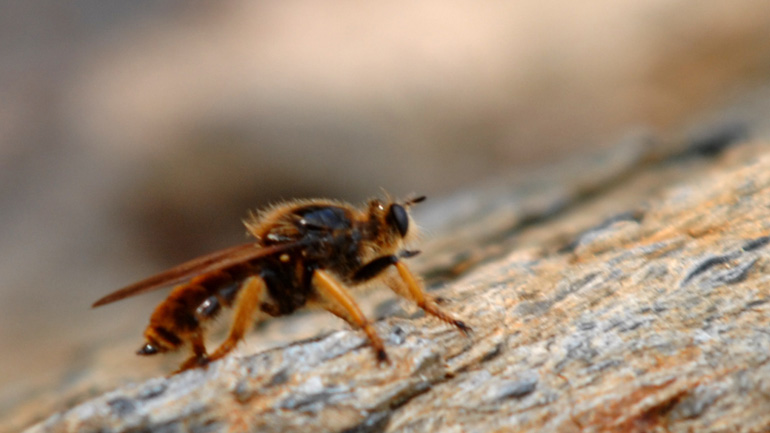 Λευκάδα: Στο νοσοκομείο 4χρονος που κατάπιε δύο σφήκες